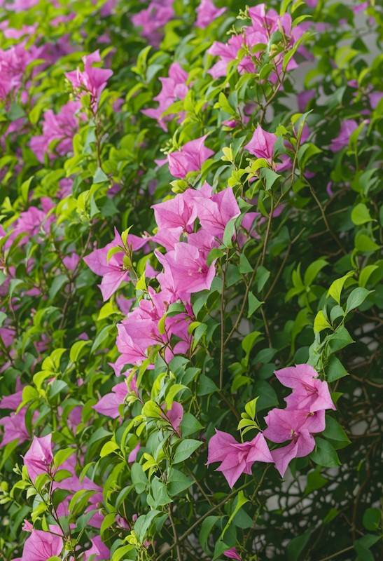 Arbuste : bougainvillier violet Arbuste : bougainvillier violet